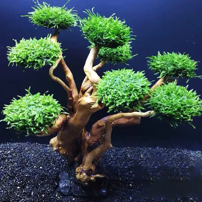 Planted Aquarium Without Fish - 水槽用植物モスツリー装飾造園木材植物根流木水生草水槽アクセサリー（モスなし）