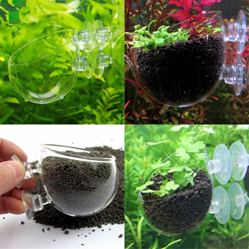 Aquarium Planted Seeds - 水族館の植物のためのガラス製の円筒形カップ,水鉢植えの多肉植物の種子,サンゴ,水車