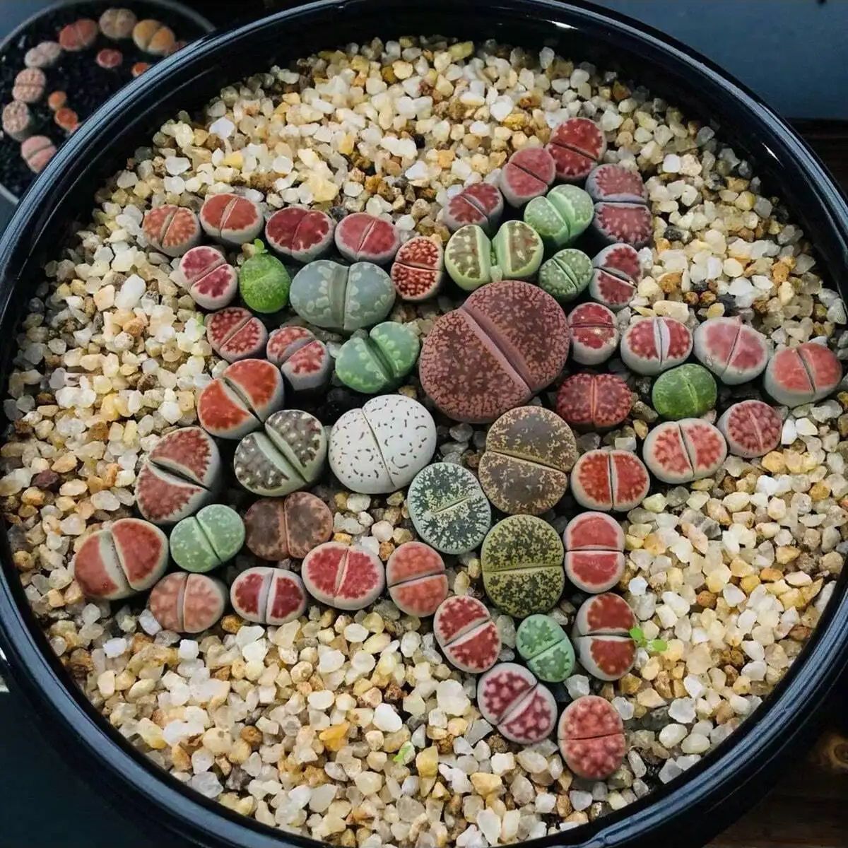 1pc-250 グラム天然結晶砂利石マイクロ風景庭水族館の装 - Planted Aquarium With Gravel のレビューと価格