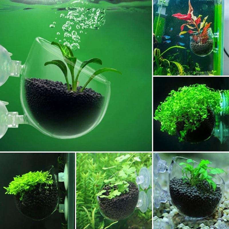 水族館植木鉢ガラスシリンダーカップ吸盤付き水生植物カップ装飾 - Aquarium Planted Seeds のレビューと価格