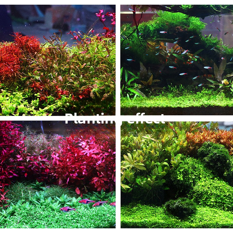 SYSENCIAGA 水草水槽用培地土壌-栄養豊富な底砂-水 - Planted Aquarium With Gravel のレビューと価格