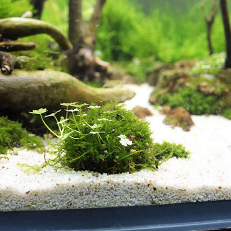 1pc 水生ペット用品装飾水族館苔玉生きた植物フィルタージャ - Planted Aquarium Models のレビューと価格