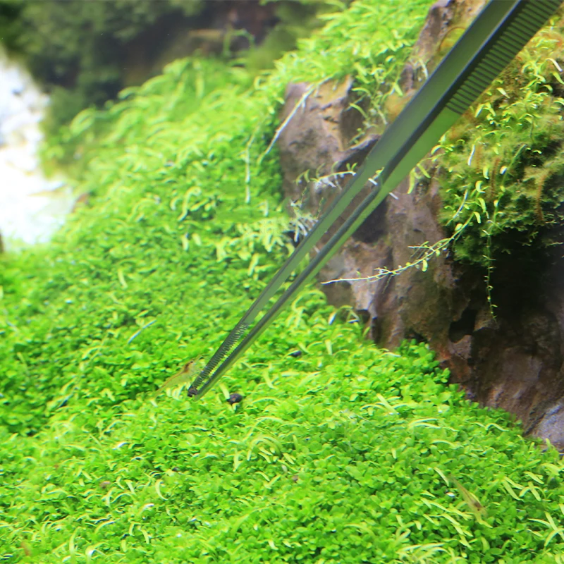 VIV ADA 品質のステンレス鋼水生プロピンセット水生植物 - Planted Aquarium Ada のレビューと価格
