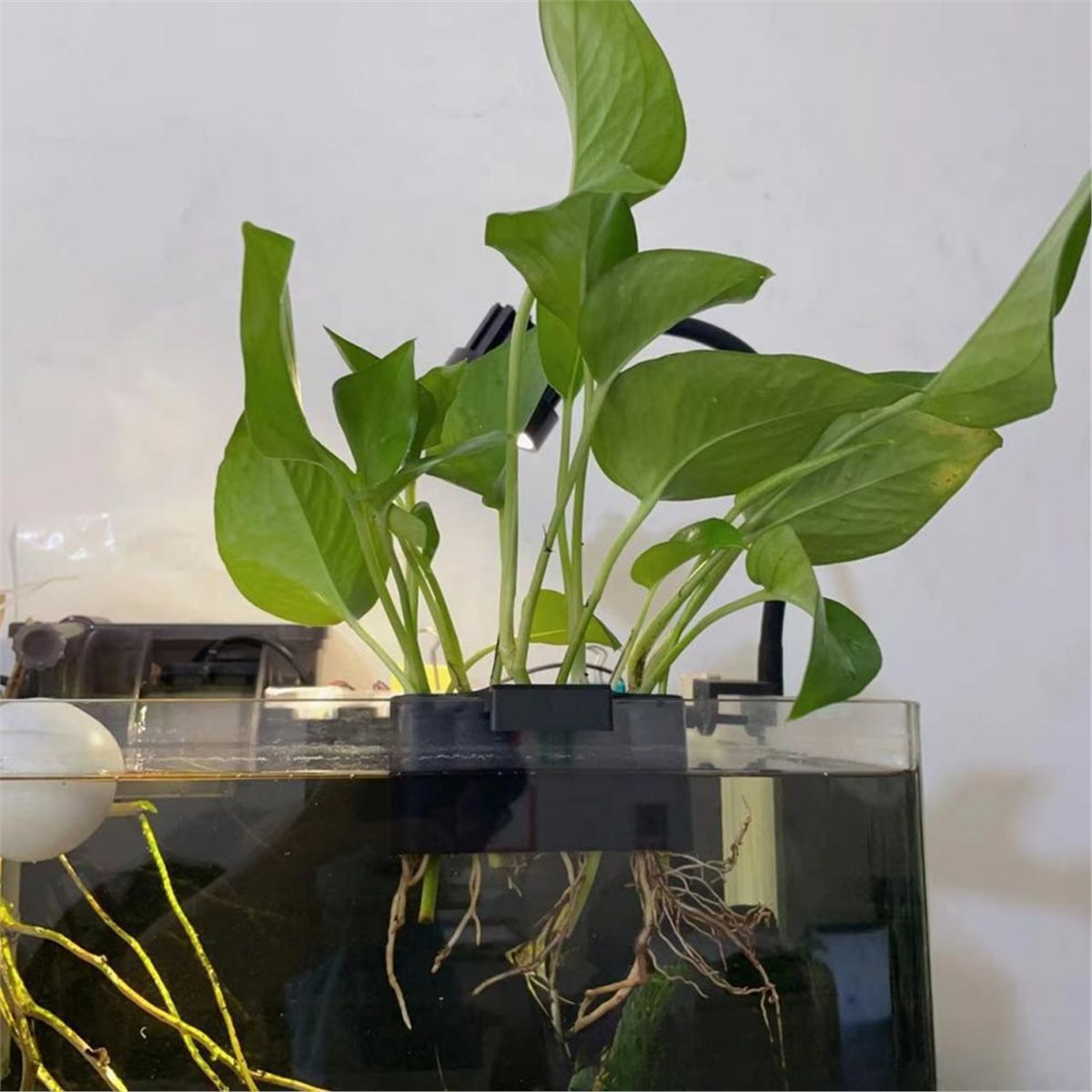 (ABAB) 水槽用植物ホルダー 水槽用吊り下げ式水生プラン - Emersed Plants Aquarium のレビューと価格