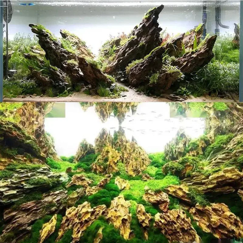 250 グラム 500 グラム 1000 グラム天然水族館の - Aquarium Planted Seeds のレビューと価格