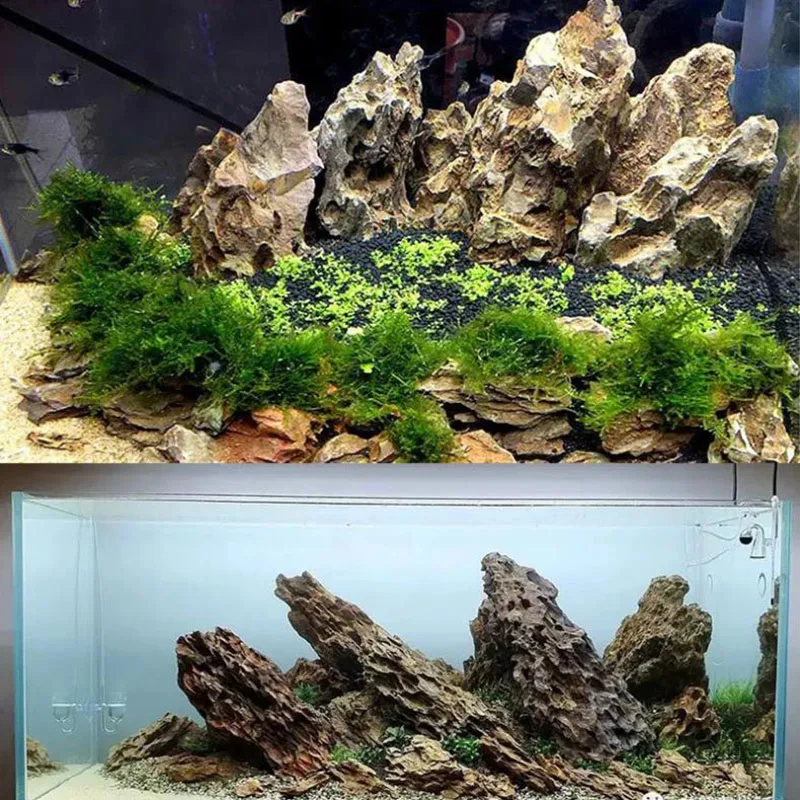 250 グラム 500 グラム 1000 グラム天然水族館の - Aquarium Planted Seeds のレビューと価格