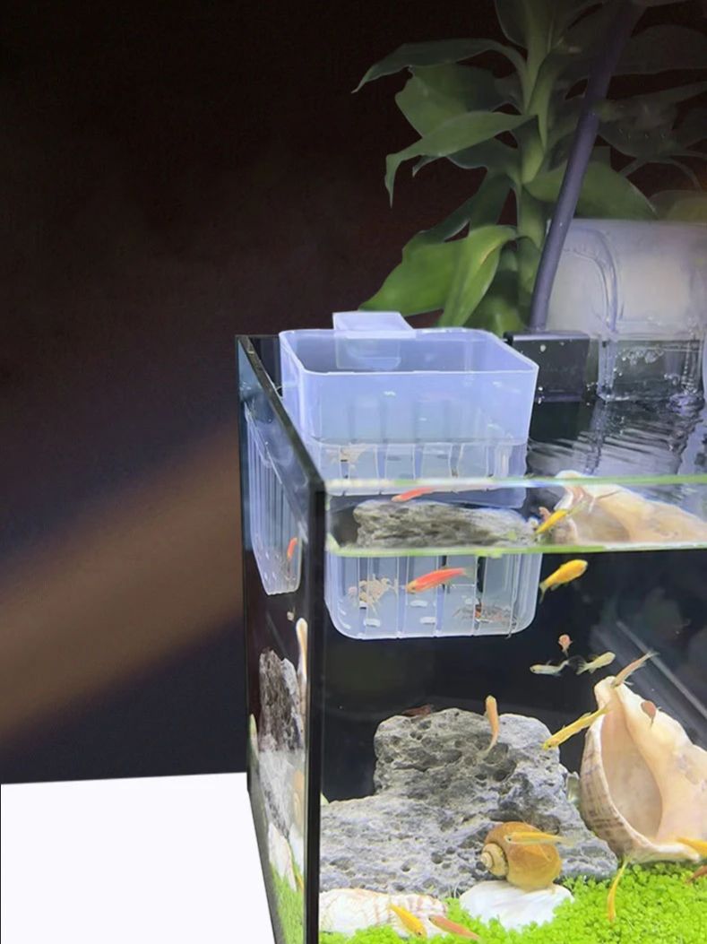 水槽用透明水耕栽培バスケット 壁掛け式上陸植物スタンド -  - Aquarium Planted Seeds のレビューと価格