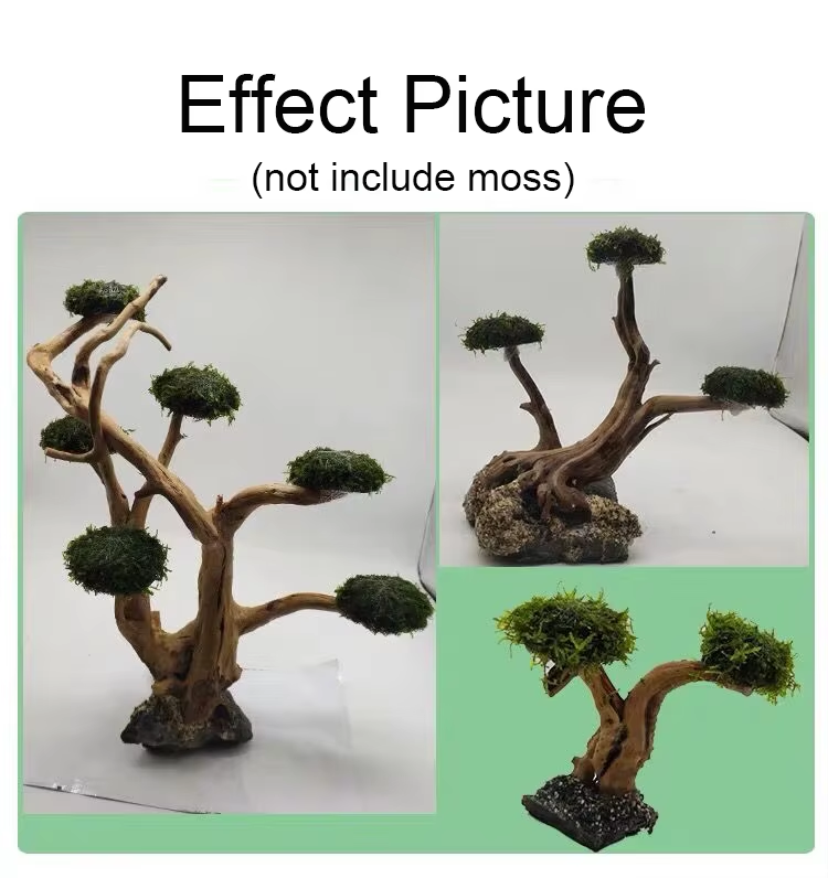 水槽用植物モスツリー装飾造園木材植物根流木水生草水槽アクセサ - Planted Aquarium Without Fish のレビューと価格