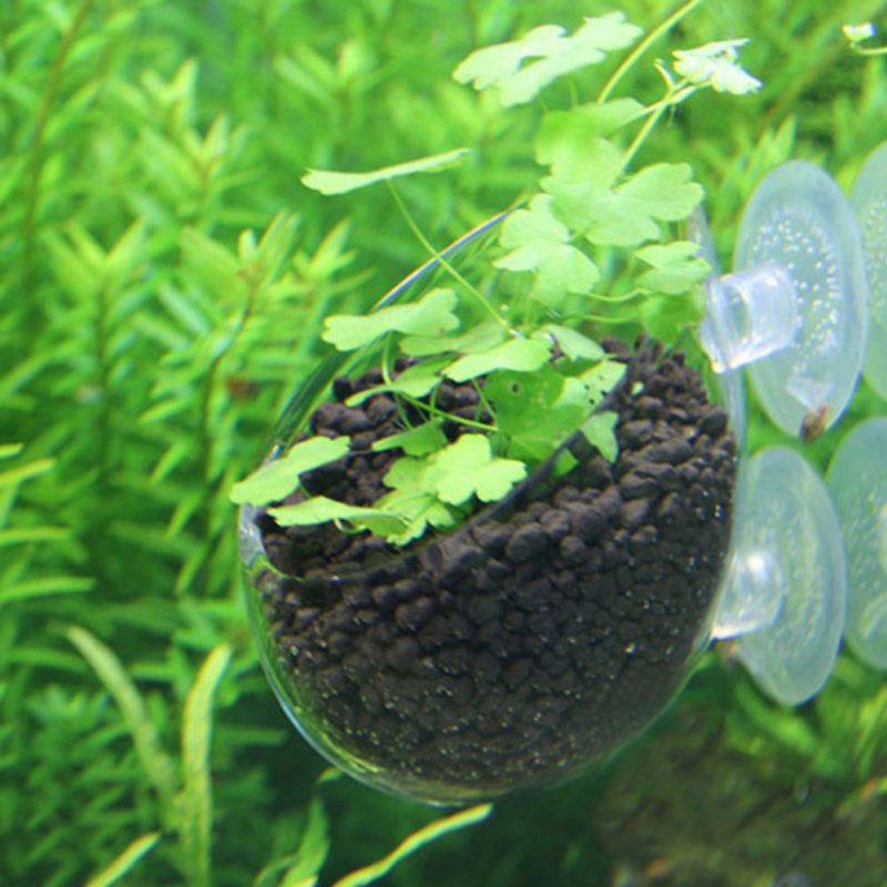 水族館の植物のためのガラス製の円筒形カップ,水鉢植えの多肉植 - Aquarium Planted Seeds のレビューと価格
