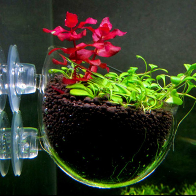 水族館の植物のためのガラス製の円筒形カップ,水鉢植えの多肉植 - Aquarium Planted Seeds のレビューと価格