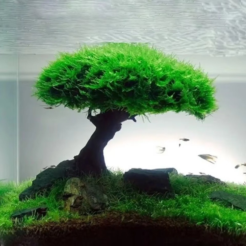 水槽植物苔の木の装飾造園木製植物の根流木水生草水族館アクセサ - Planted Aquarium Without Fish のレビューと価格