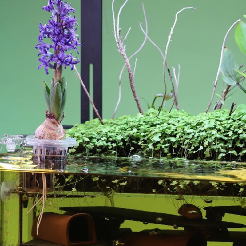 水族館用植物スタンド 水生植物栽培用クリップ付き 水生植物用 - Emersed Plants Aquarium のレビューと価格