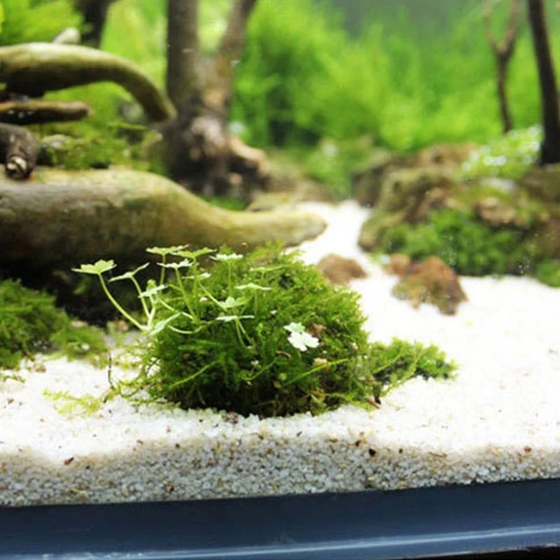水族館モスボールホルダー2個、水槽DIYモスボール形状元モデ - Planted Aquarium Models のレビューと価格
